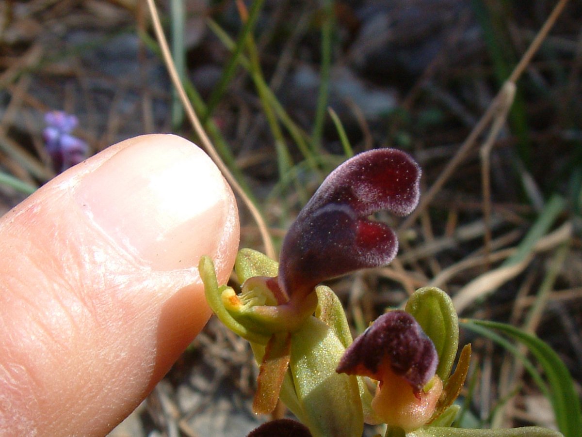 Orchidee di Marzo - Dalla Grecia con passione